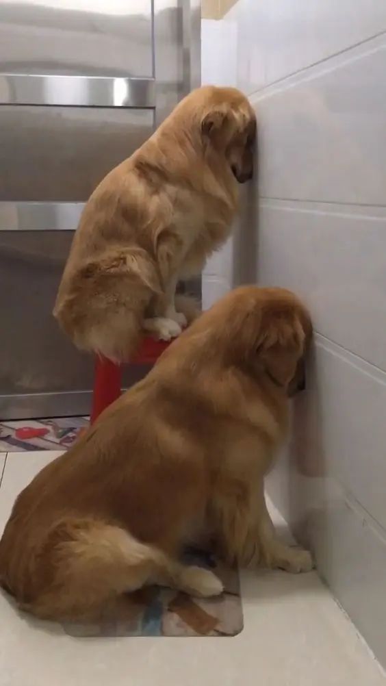 This two dogs feel ashamed